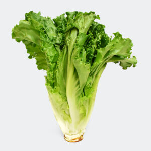 LECHUGA GREENLEAFT