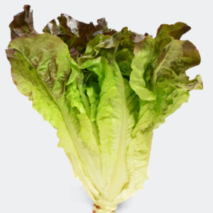LECHUGA RED LEAF