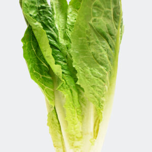 LECHUGA ROMANA AMERICANA
